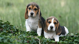Vendita cuccioli di Beagle