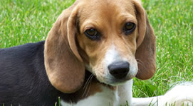 Vendita cuccioli di Beagle