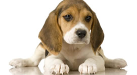 Vendita cuccioli di Beagle