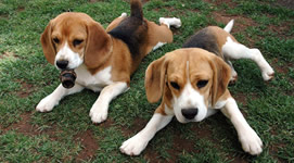 Allevamento e cuccioli di razza Pastore Tedesco e Beagle