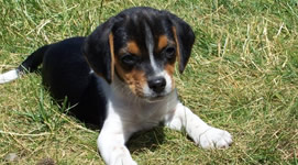 Allevamento e cuccioli di razza Pastore Tedesco e Beagle