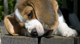Allevamento e cuccioli di razza Pastore Tedesco e Beagle