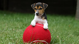 Vendita cuccioli di Jack Russel Terrier