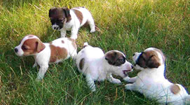 Vendita cuccioli di Jack Russel Terrier