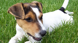 Vendita cuccioli di Jack Russel Terrier
