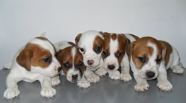 Vendita cuccioli di Jack Russel Terrier