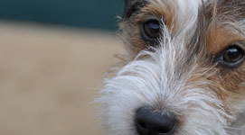 Vendita cuccioli di Jack Russel Terrier