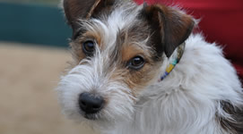 Vendita cuccioli di Jack Russel Terrier