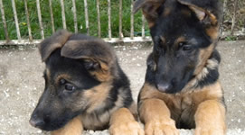 Allevamento e cuccioli di razza Pastore Tedesco e Beagle