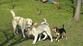 Pensione e ostello diurno per cani Bau-House