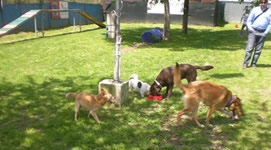 Pensione e ostello diurno per cani Bau-House