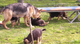Pensione e ostello diurno per cani Bau-House