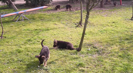 Pensione e ostello diurno per cani Bau-House
