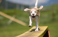 Ottobre nel parco: Giochi a 6 zampe e gara G.P. Dog