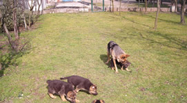 Pensione e ostello diurno per cani Bah-House
