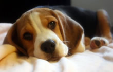 Vendita cuccioli Beagle