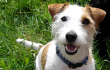 Vendita cuccioli Jack Russel Terrier