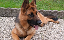 Vendita cuccioli Pastore Tedesco