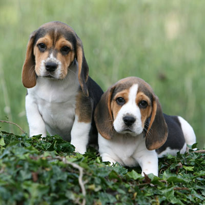 Vendita cuccioli di Beagle