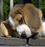 Vendita cuccioli Beagle