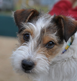 Vendita cuccioli Jack Russell Terrier