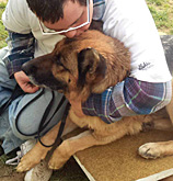 Pet Therapy con Bau-House