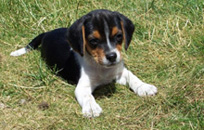 Vendita cuccioli Beagle