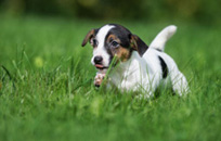 Vendita cuccioli Jack Russel Terrier