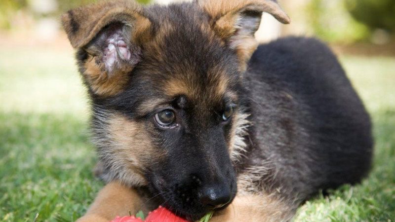 Vendita cuccioli di Pastore Tedesco