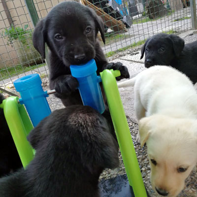 Vendita cuccioli Labrador Retriever