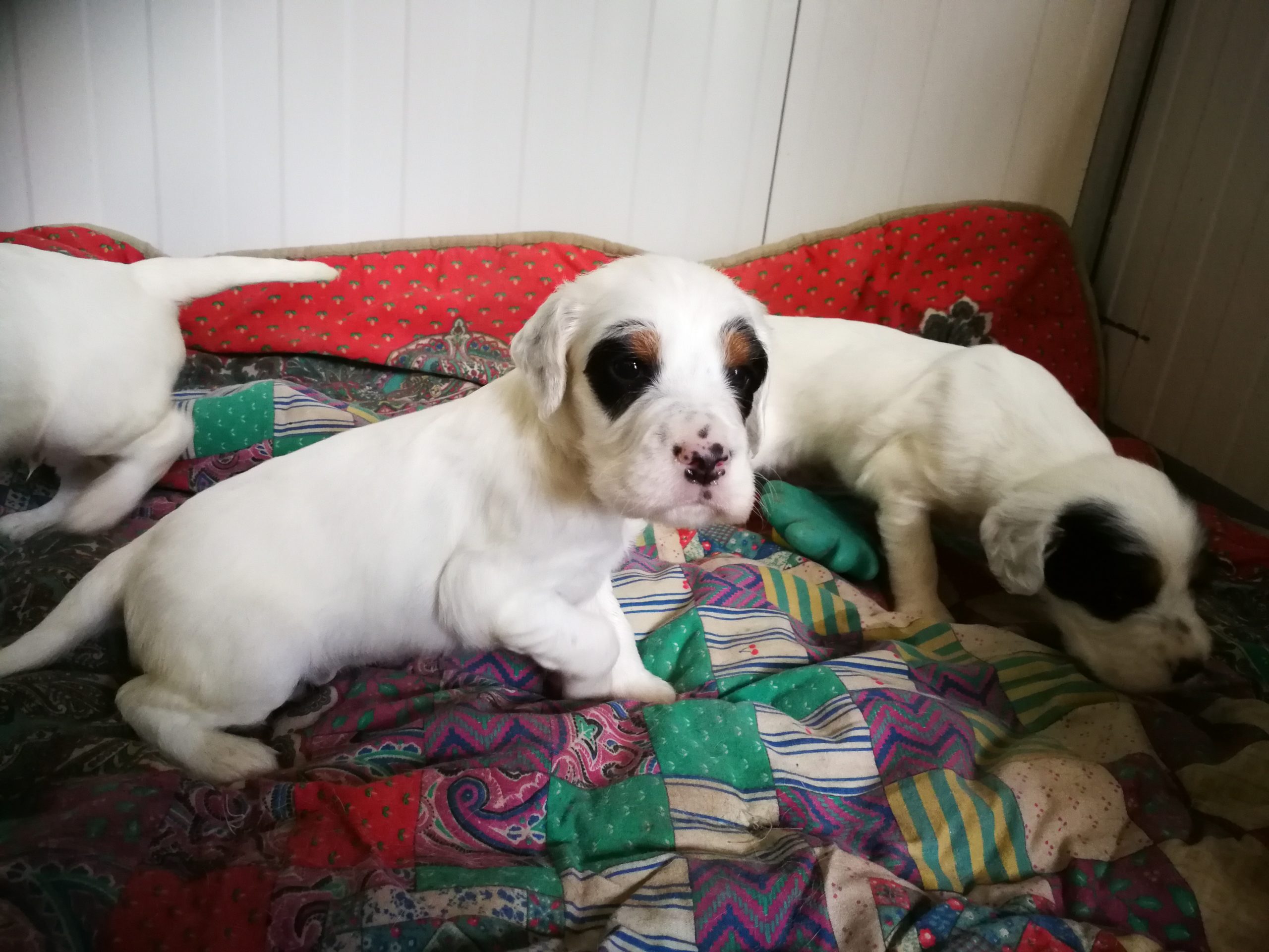 Bauhouse - Monza - Setter Inglese cucciolo-5