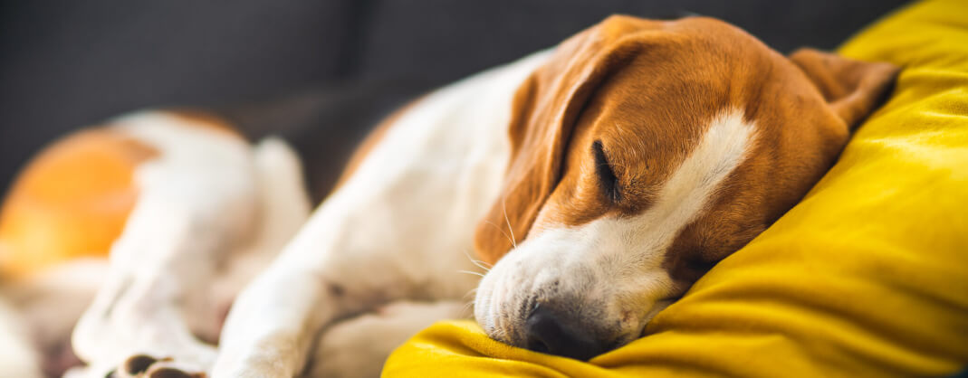Pensione e ostello diurno per cani Bau-House Bauhouse pensione cani