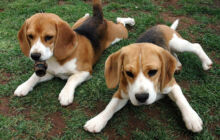 Allevamento e cuccioli di razza Pastore Tedesco, Beagle e Jack Russell Terrier