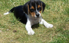 Allevamento e cuccioli di razza Pastore Tedesco, Beagle e Jack Russell Terrier