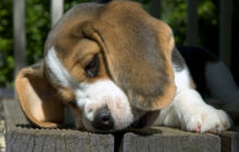 Allevamento e cuccioli di razza Pastore Tedesco, Beagle e Jack Russell Terrier