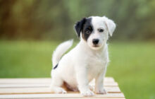 Allevamento e cuccioli di razza Pastore Tedesco, Beagle e Jack Russell Terrier