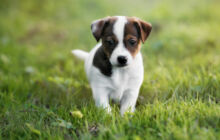 Allevamento e cuccioli di razza Pastore Tedesco, Beagle e Jack Russell Terrier
