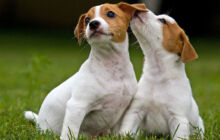 Allevamento e cuccioli di razza Pastore Tedesco, Beagle e Jack Russell Terrier