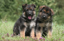 Allevamento e cuccioli di razza Pastore Tedesco, Beagle e Jack Russell Terrier