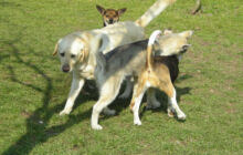 Pensione e ostello diurno per cani Bau-House