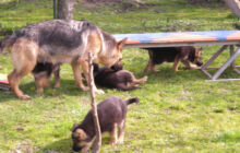 Pensione e ostello diurno per cani Bau-House