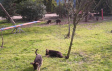 Pensione e ostello diurno per cani Bau-House