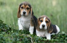 Vendita cuccioli di Beagle