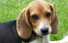 Vendita cuccioli di Beagle