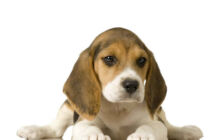 Vendita cuccioli di Beagle