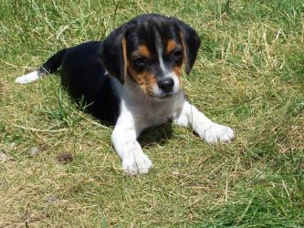 Vendita cuccioli di Beagle