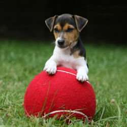 Vendita cucciolo di Jack Russel Terrier