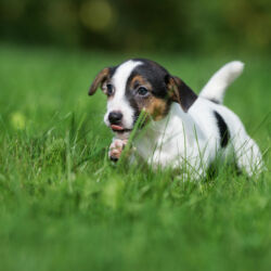 Vendita cucciolo di Jack Russel Terrier