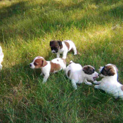 Vendita cucciolo di Jack Russel Terrier