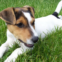 Vendita cucciolo di Jack Russel Terrier